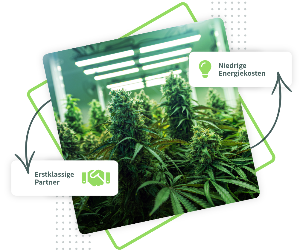 Hochwertiger Cannabis Anbau - 4Grow