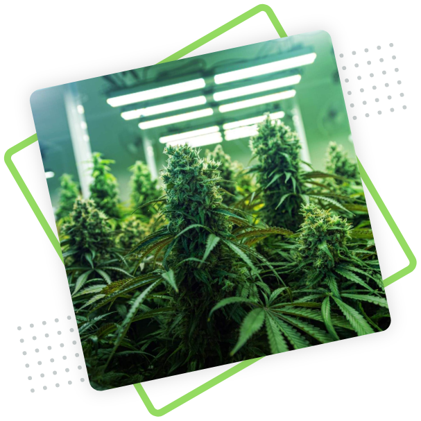 Buchen Sie eine Beratung bei 4Grow